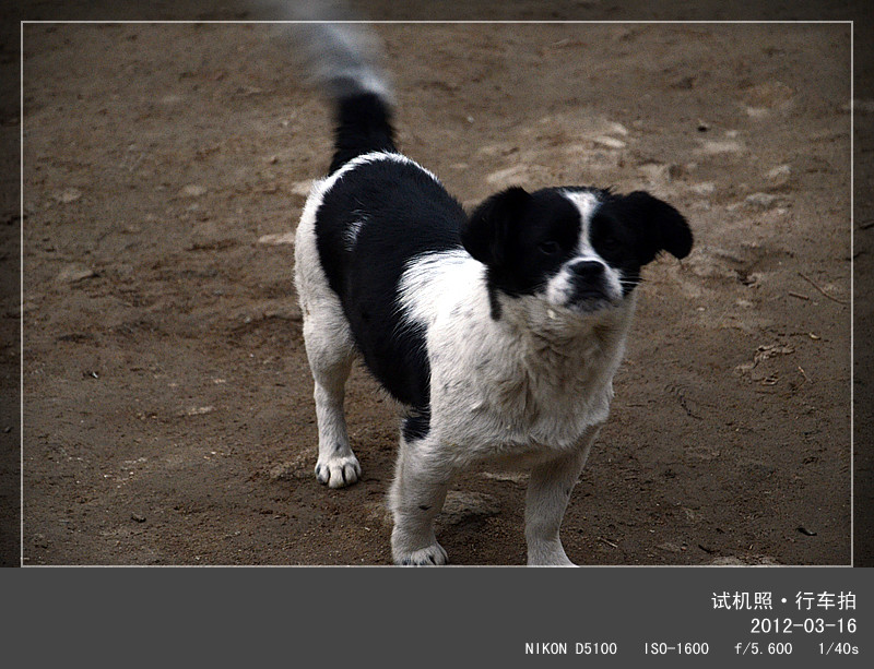 抓拍小狗 摄影 禅心宝儿