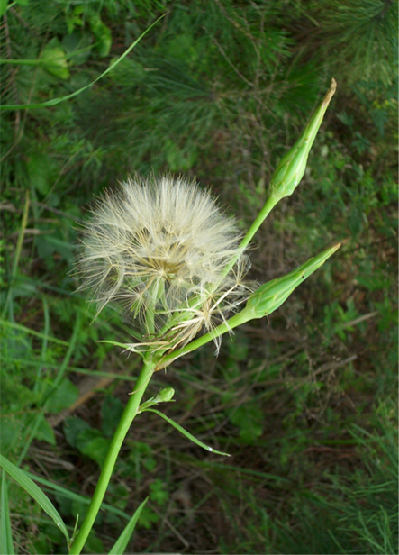 俏 摄影 牛牪犇