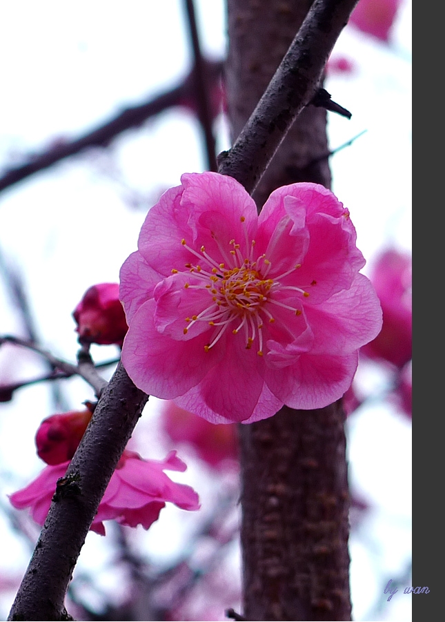 桃花开了（梅花尾圩） 摄影 榀琬