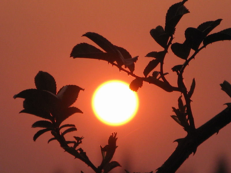 夕阳 摄影 绿叶