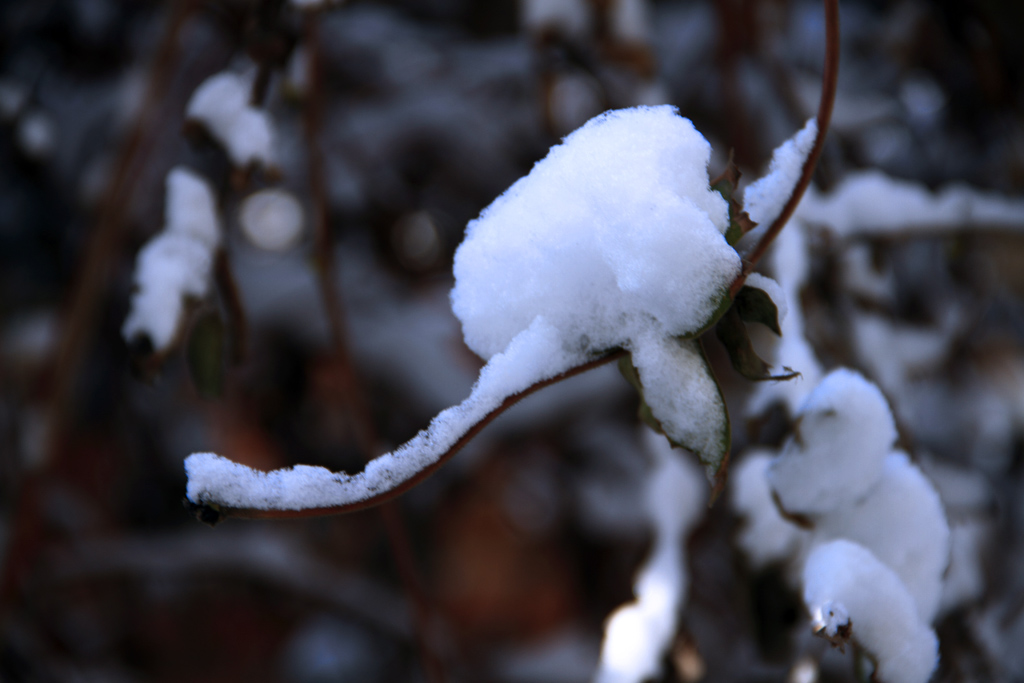 下雪了 摄影 电教