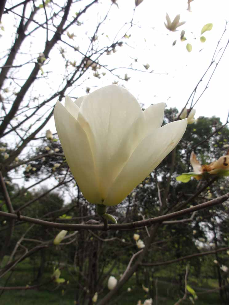 花---木兰 摄影 hacitata