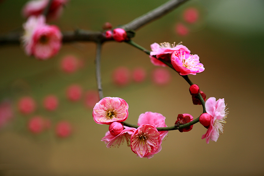 2012武汉梅花节 摄影 九点差一刻