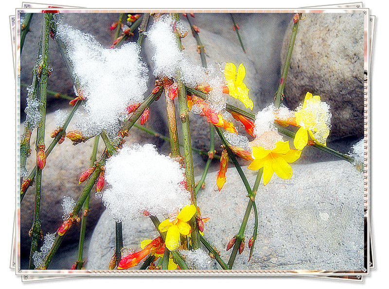 傲雪迎春花 摄影 龙在云中