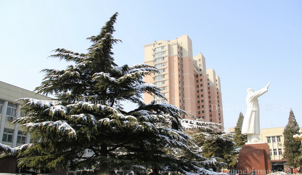 大雪压青松，青松挺且直 摄影 Dannel