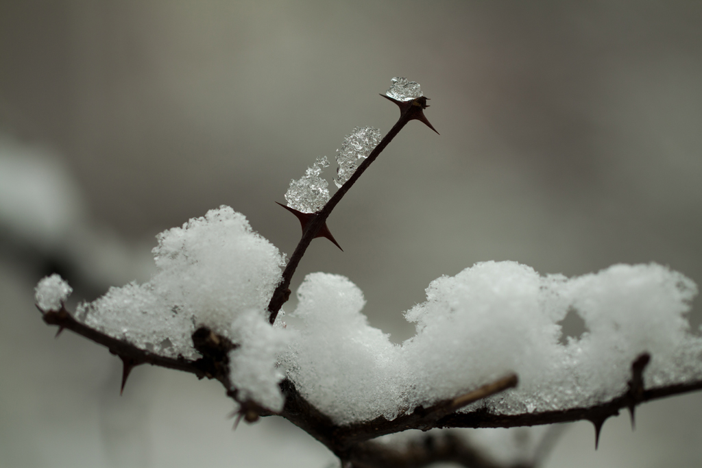 春雪小景 摄影 益河乌拉