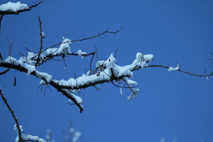 春雪压枝头 摄影 记录点滴生活