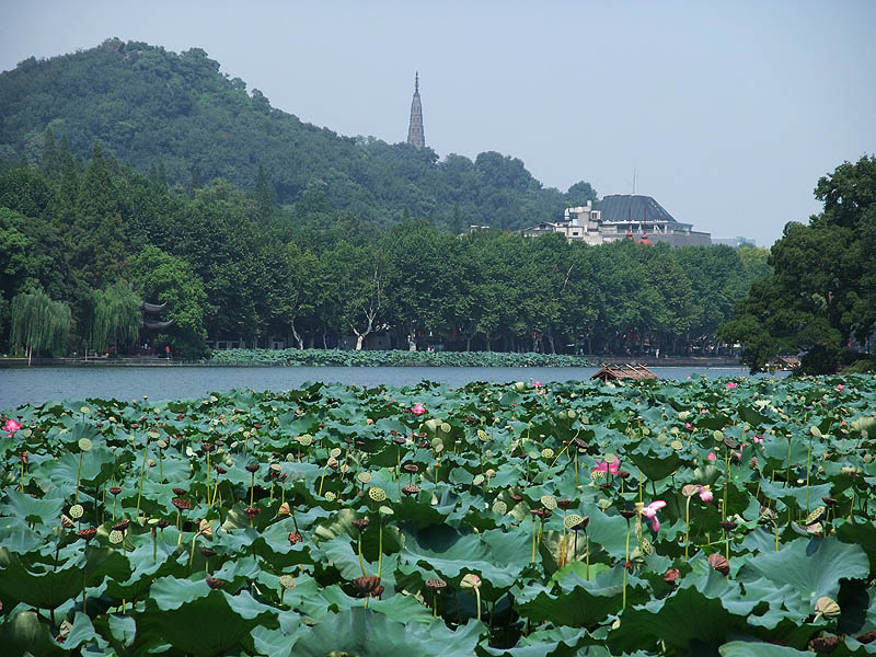 西湖一景 摄影 枭酋
