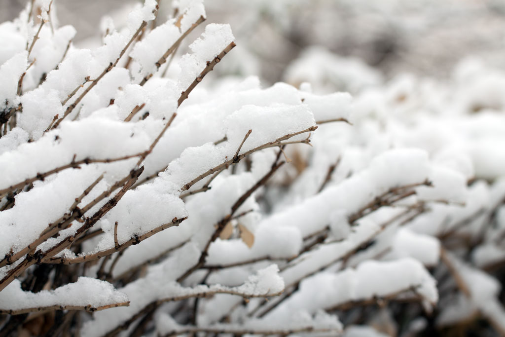 春雪小景 摄影 益河乌拉