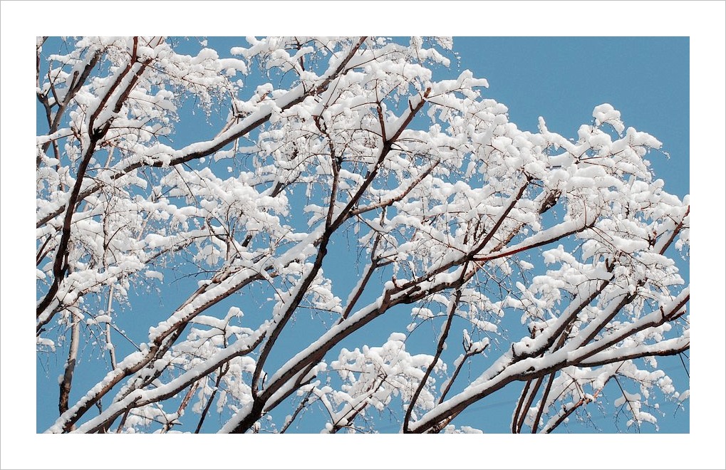 春雪 摄影 高枕无忧