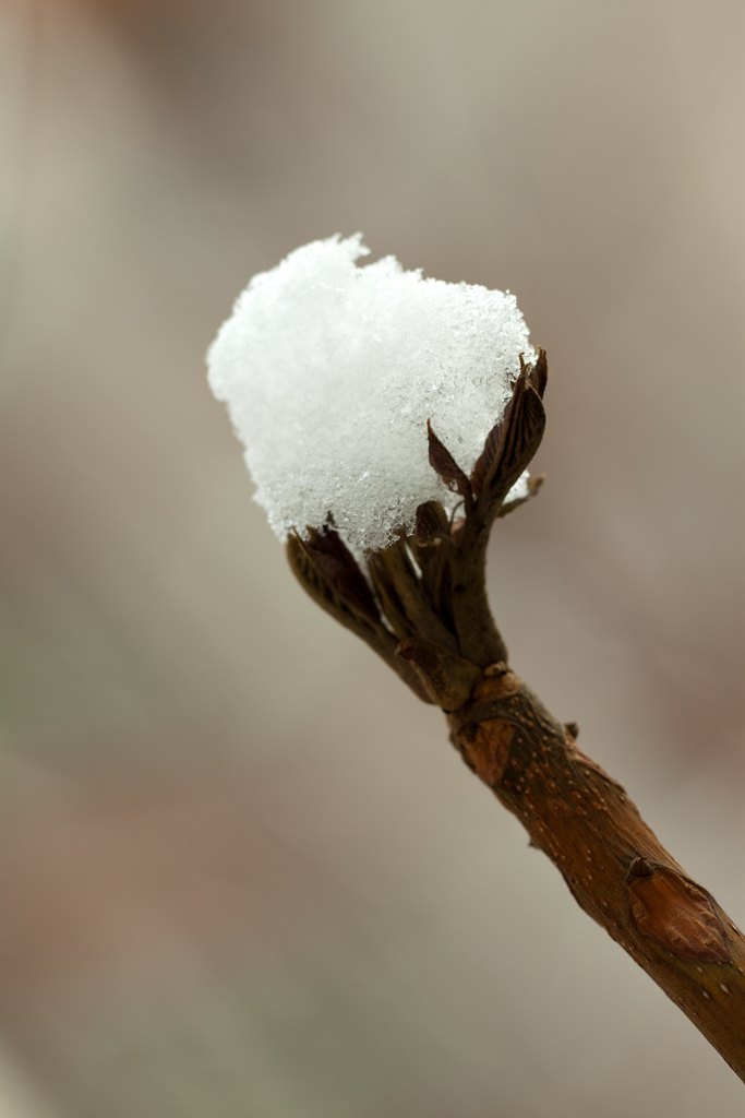 春雪小景 摄影 益河乌拉