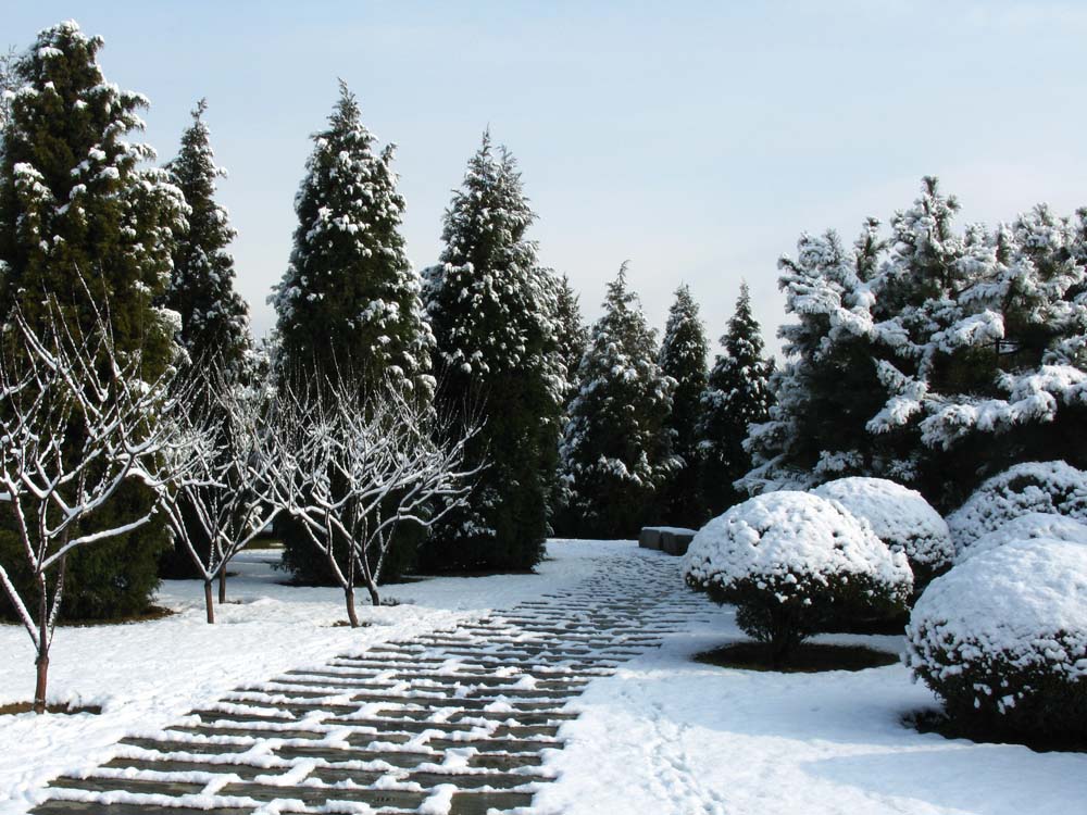 北京的春雪（4） 摄影 菜市口看客