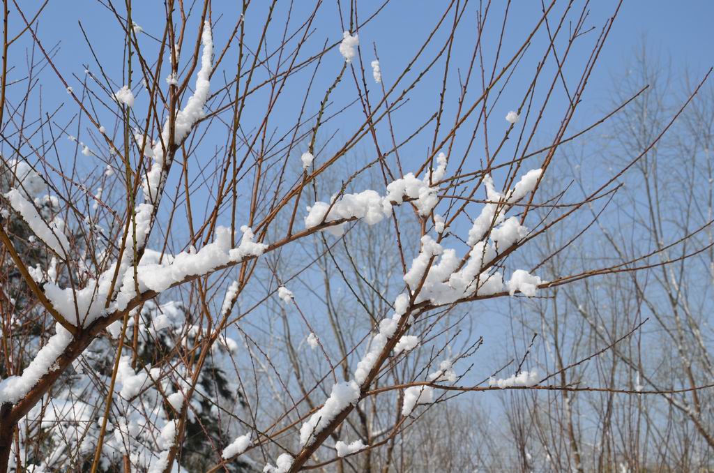 雪 摄影 我是初学者