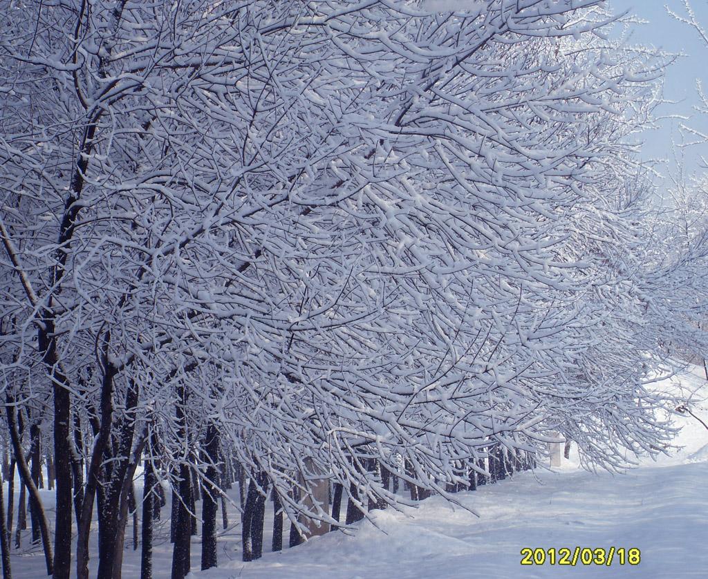 北京大雪1 摄影 云中雾