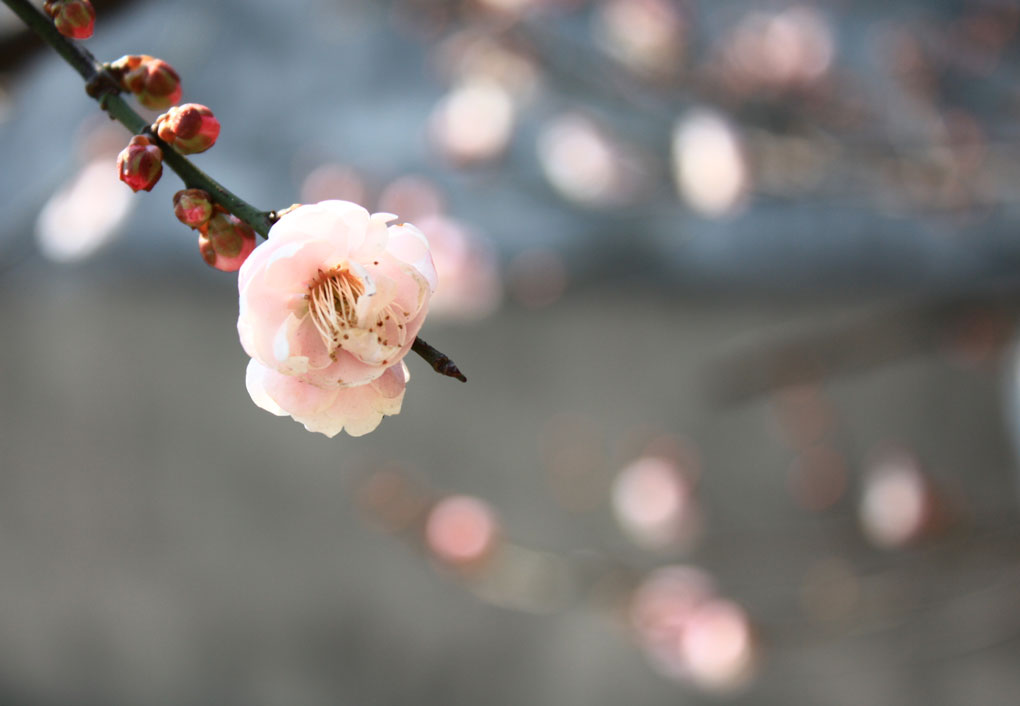 红梅花儿开 摄影 淡泊心情