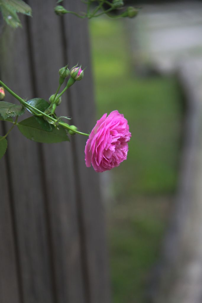 芬芳出门 摄影 五百英里路