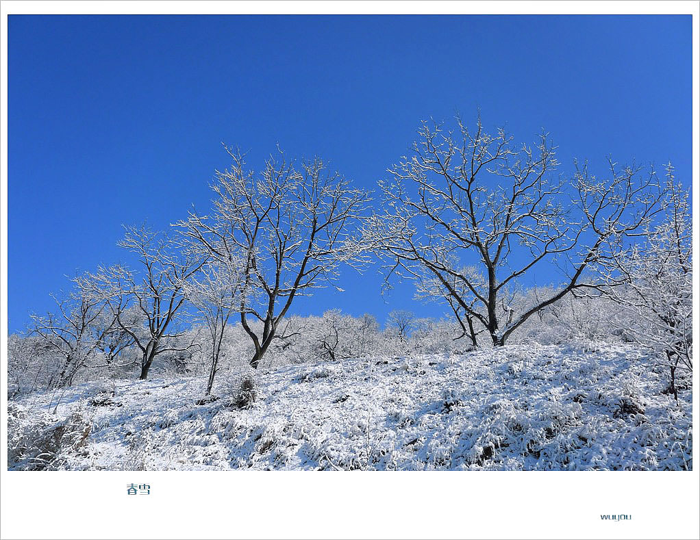 春雪-2 摄影 高枕无忧