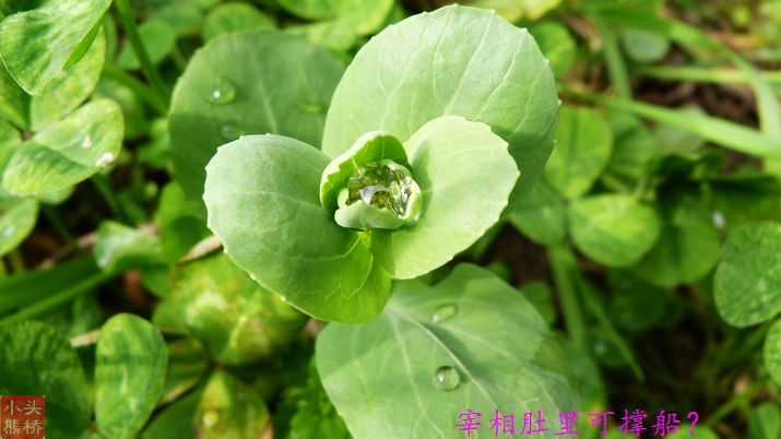 雨后天晴 摄影 头桥小熊