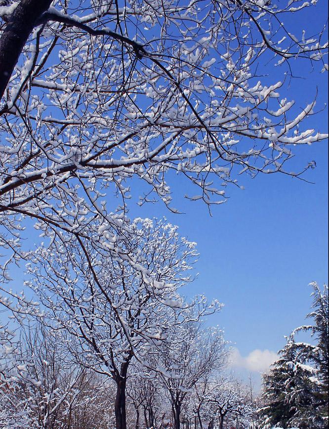 北京大雪3 摄影 云中雾