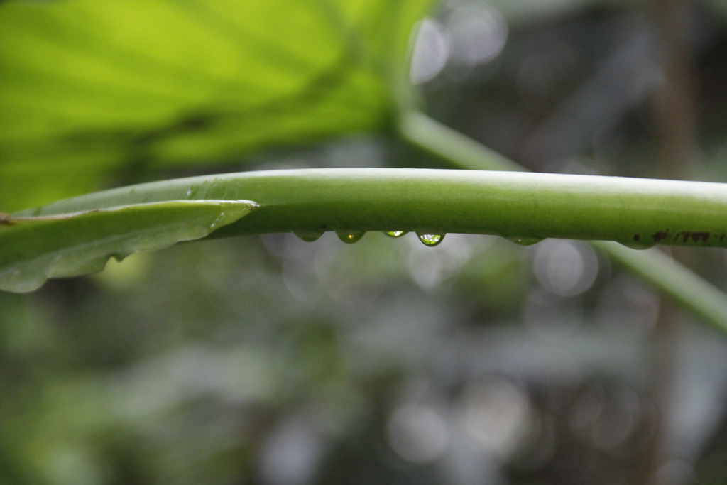 被雨沐浴后的香芋根 摄影 utembdwgu