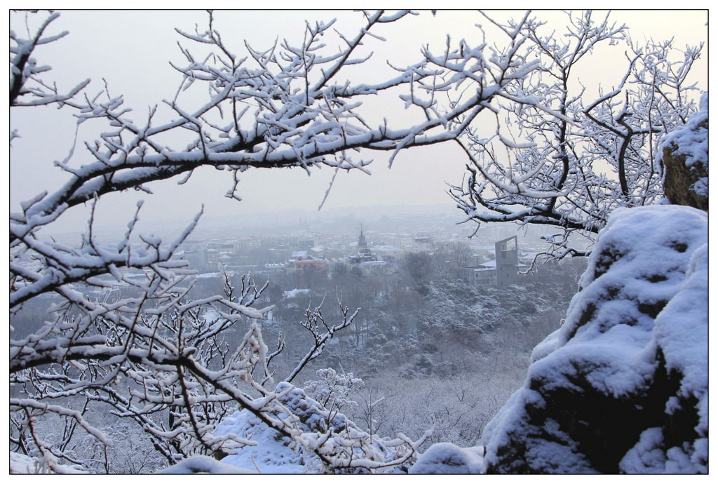 雪中景 摄影 冰峰雪莲