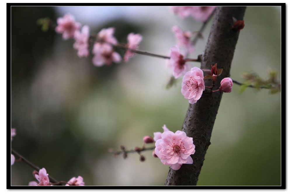 梅花 摄影 汉子