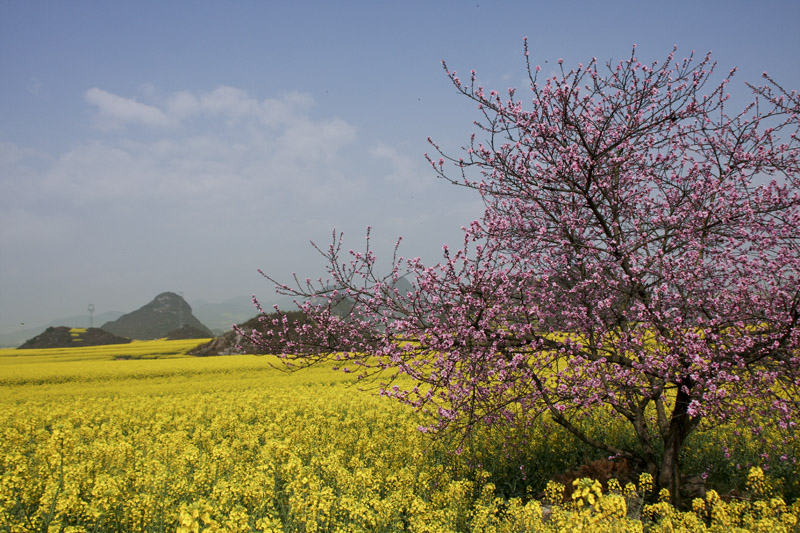 桃花红油菜黄 摄影 蓝泡泡