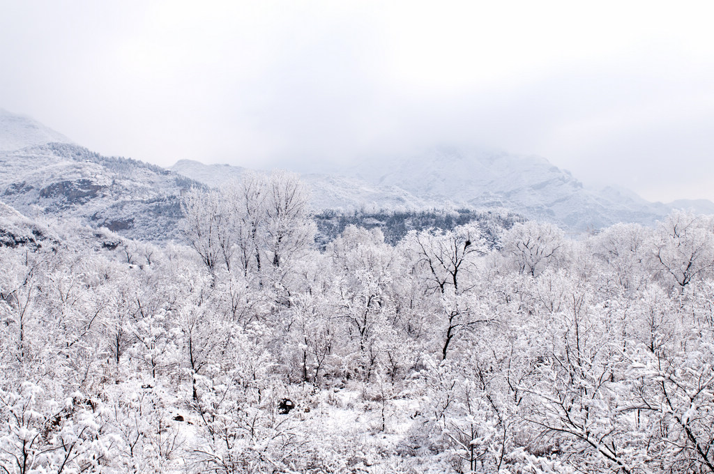 北京的春雪 摄影 tigerhu