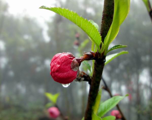 烟雨中的桃花（三） 摄影 茗莉