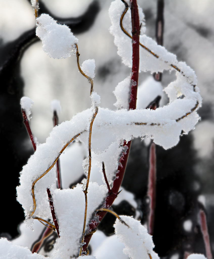 雪的旋律 摄影 老士兵