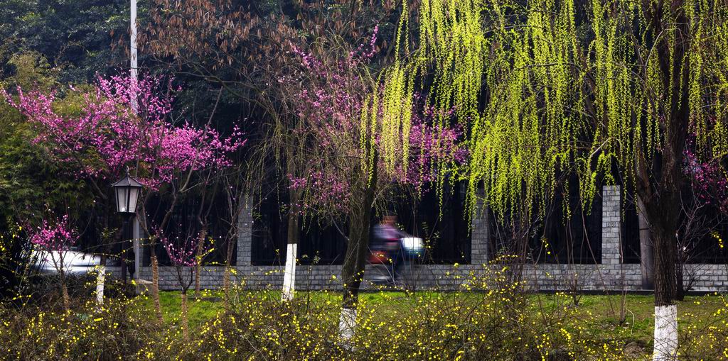 春满浣花路 摄影 色胆犹存