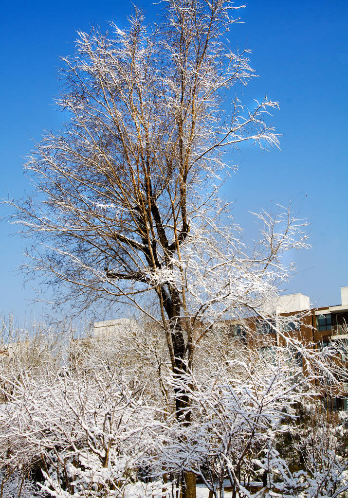 瑞雪 摄影 老士兵