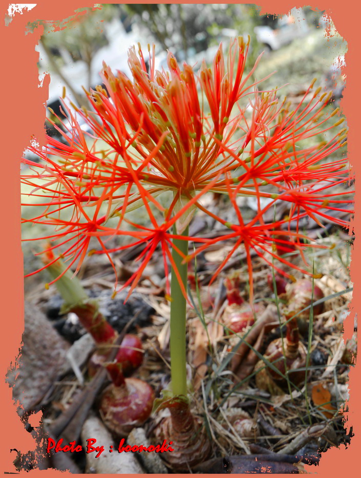 花 摄影 Boonoski