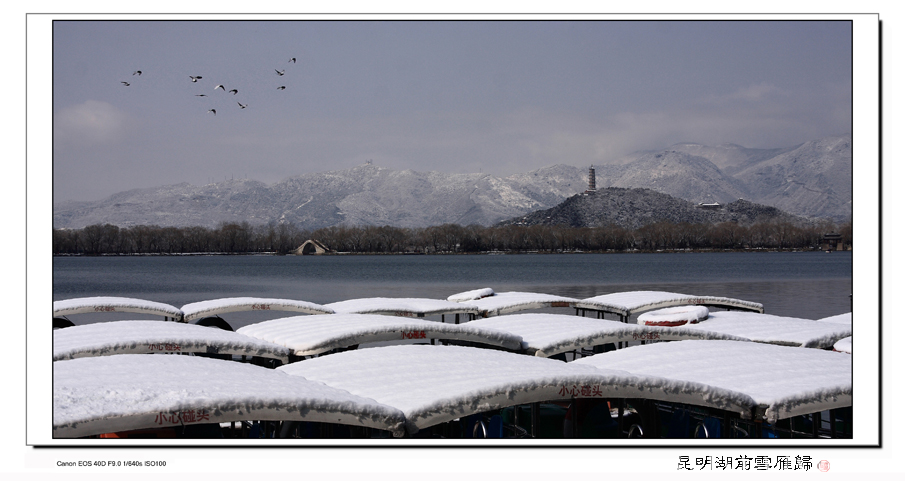 昆明湖前雪雁归 摄影 紫伊人