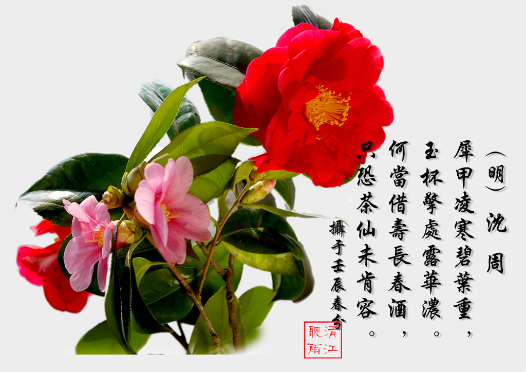 茶花 摄影 oezg