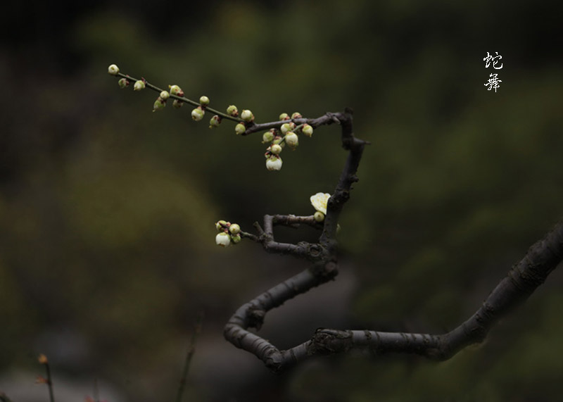 醒蛇探梅 摄影 一枚青橄榄