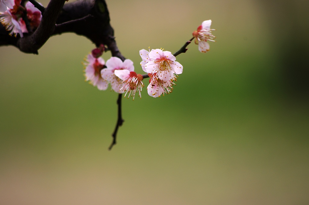 梅花2012（5） 摄影 心有芊芊