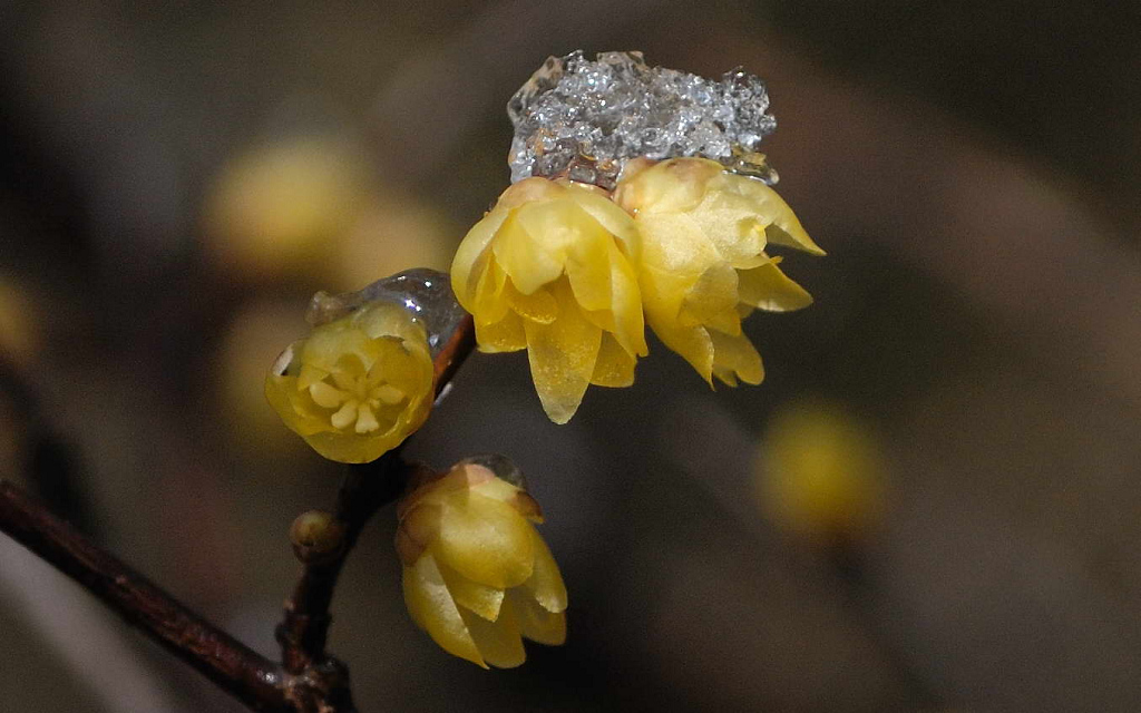 3月18号的冰雪腊梅 摄影 江舟帆影