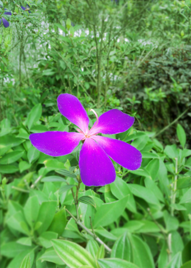 美的花蕊 摄影 蓝天依旧