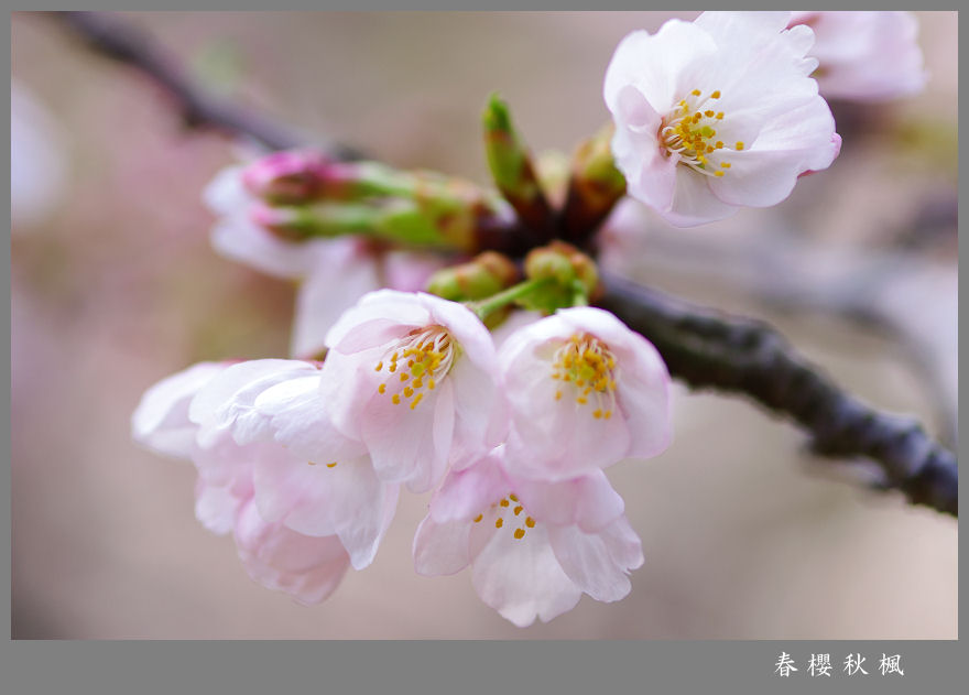 盼着花开 摄影 春樱秋枫