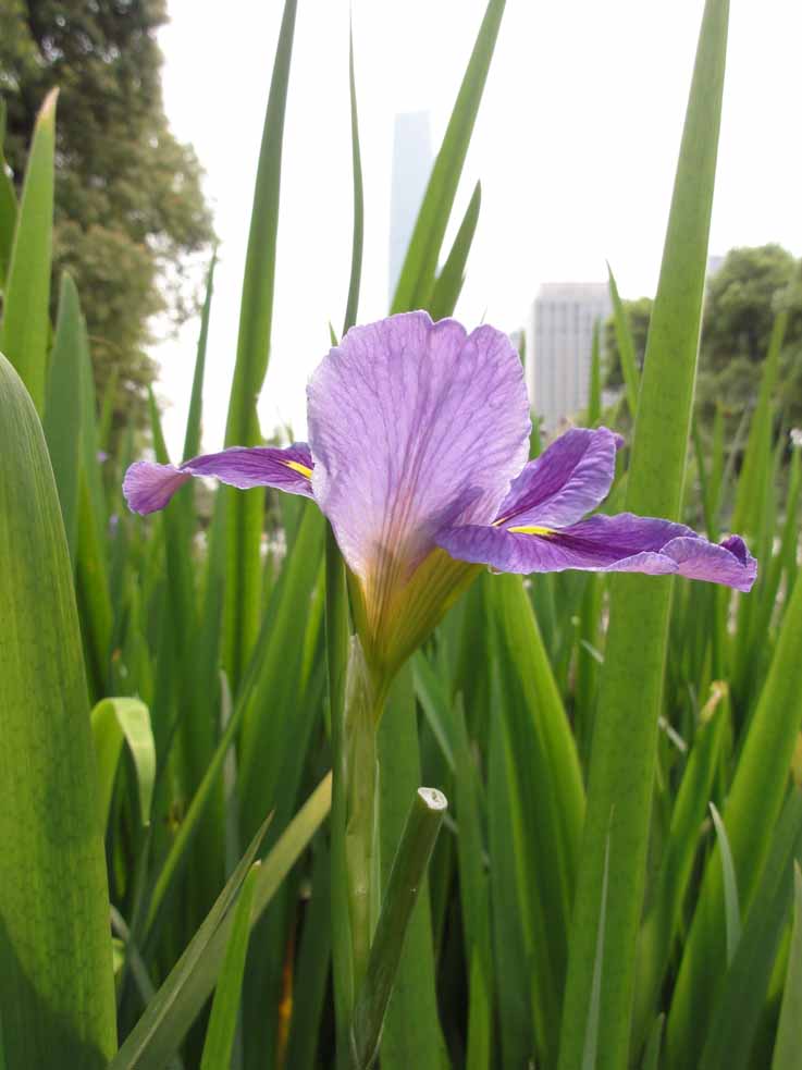 花城汇 摄影 hacitata