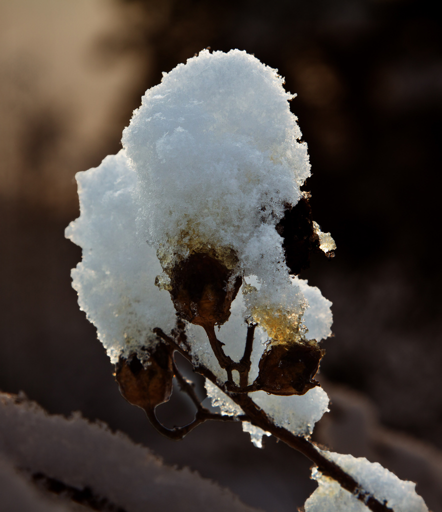 雪的旋律 摄影 老士兵