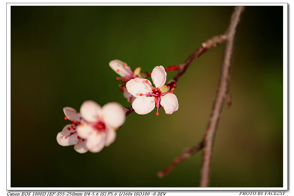 小花 摄影 facezyf