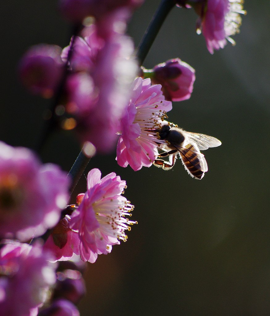 梅花2012（6） 摄影 心有芊芊