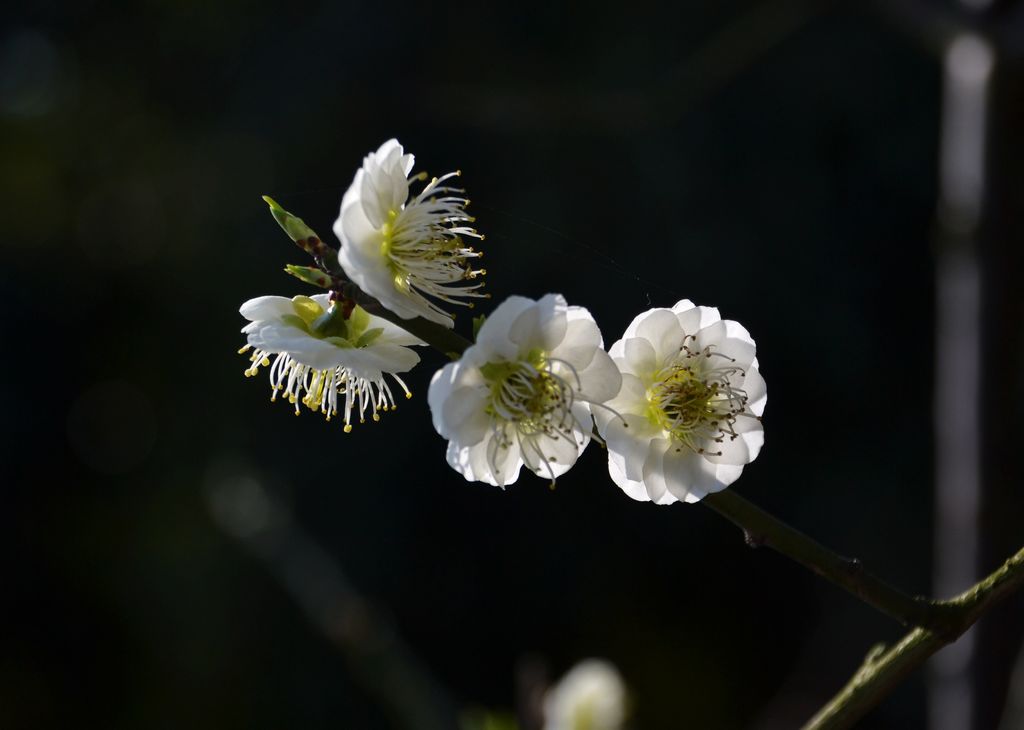 白梅花 摄影 小蜻蜓01