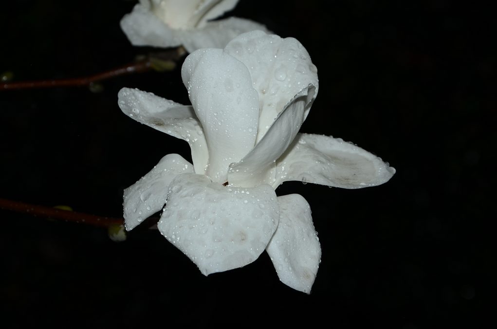 雨中白玉兰 摄影 英豪再闲