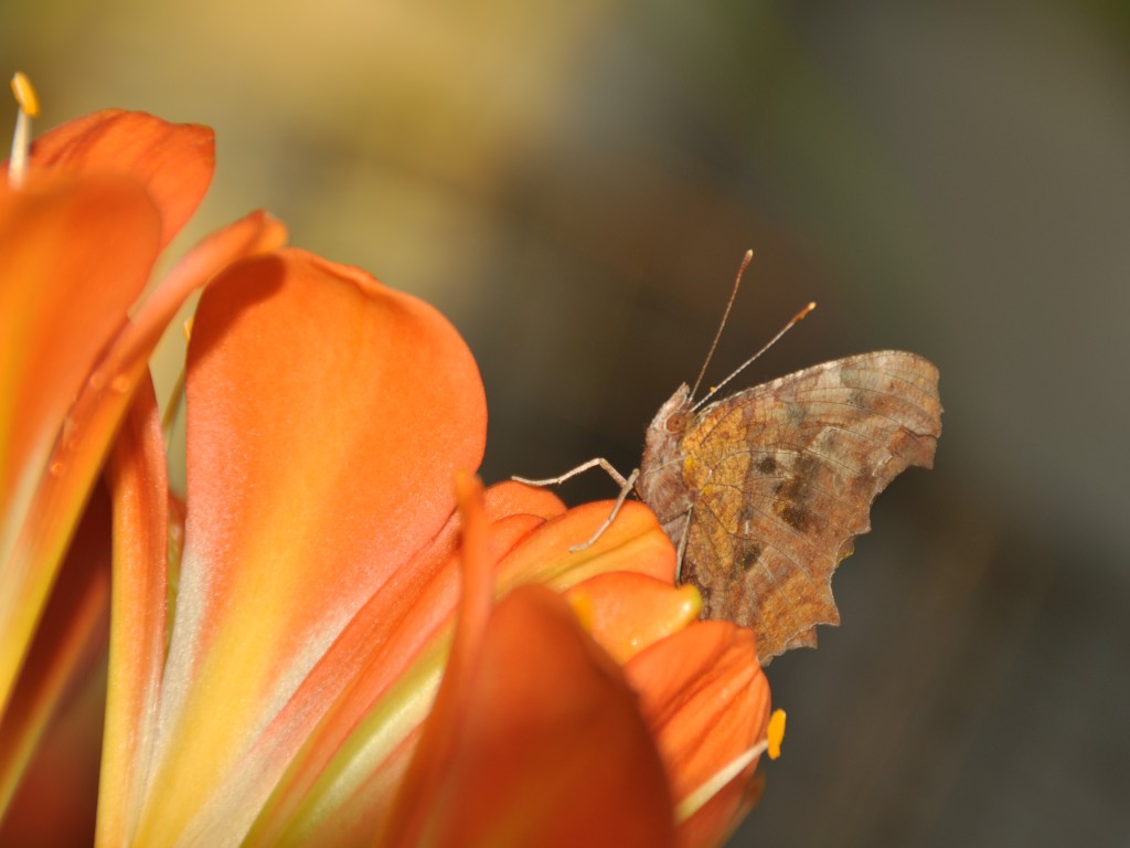 蝶恋花 摄影 haoguangying