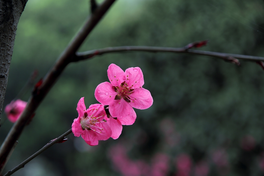 片片桃花雨后娇1 摄影 香椿