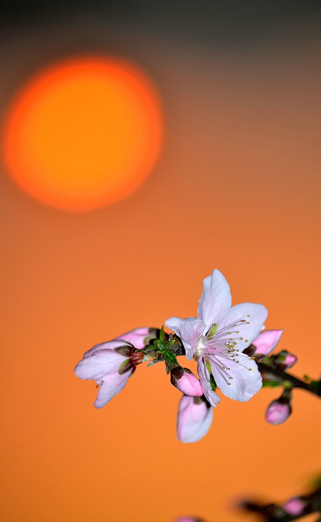 夕阳下的 桃花 摄影 爱影者文