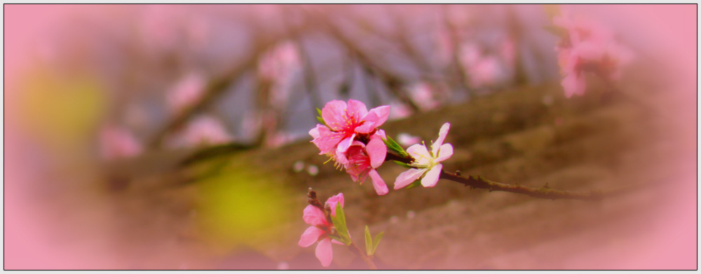 梦里花开 摄影 阳光建哥